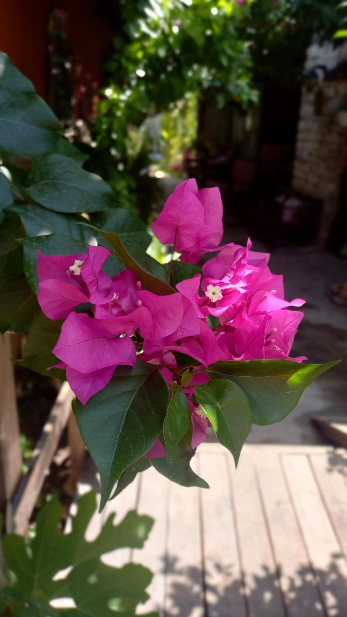 شقة Demeter Rose Stonehouse Pansion أنطاليا المظهر الخارجي الصورة