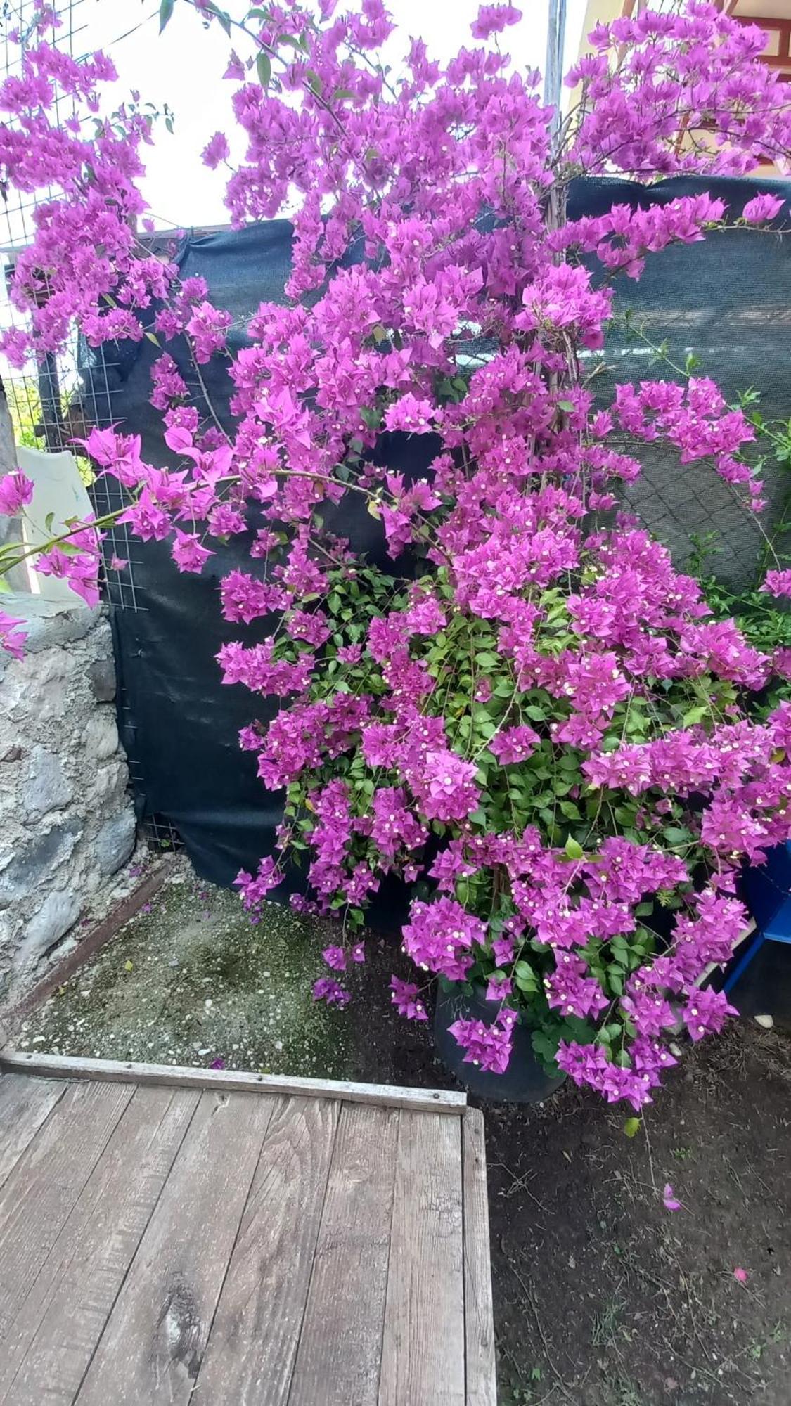 شقة Demeter Rose Stonehouse Pansion أنطاليا المظهر الخارجي الصورة