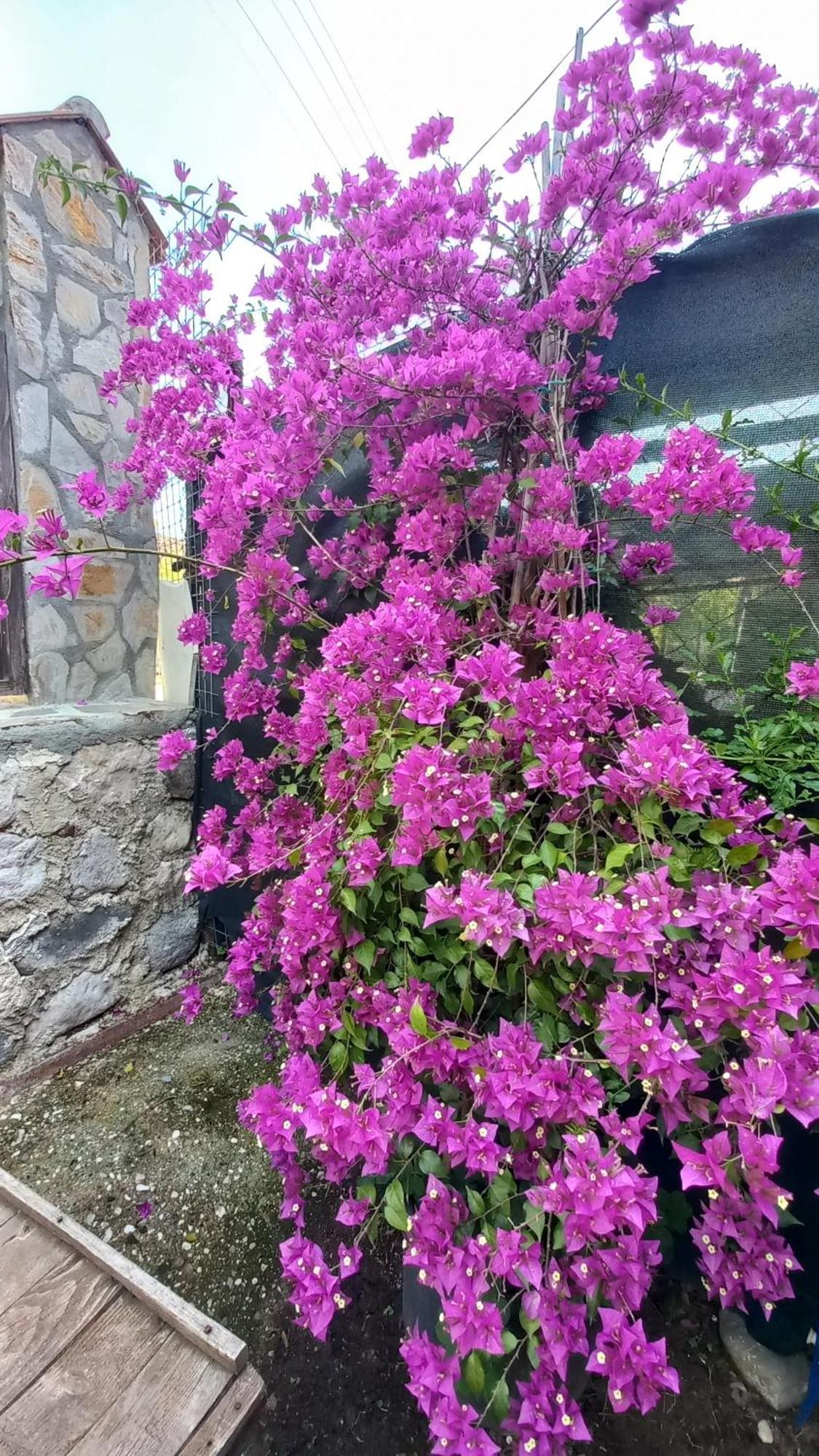 شقة Demeter Rose Stonehouse Pansion أنطاليا المظهر الخارجي الصورة